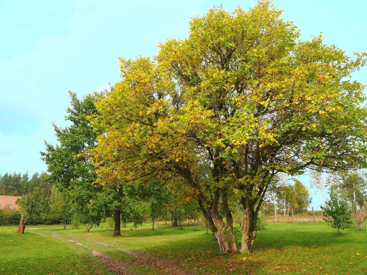 Bogdany